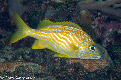 French Grunt fish