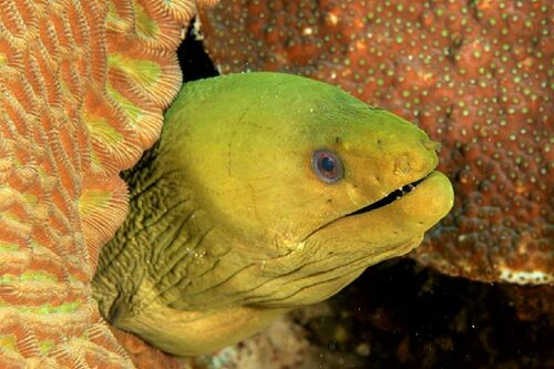 Green Moray Eel