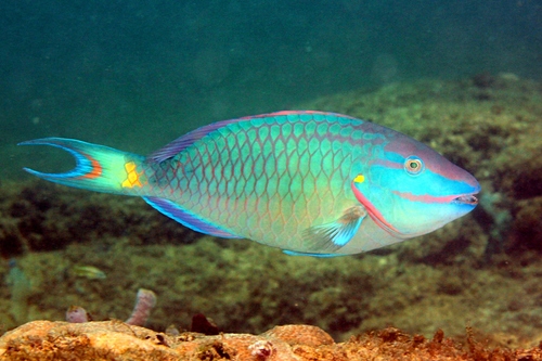Parrotfish