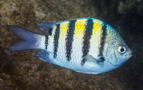 Sergeant Major fish